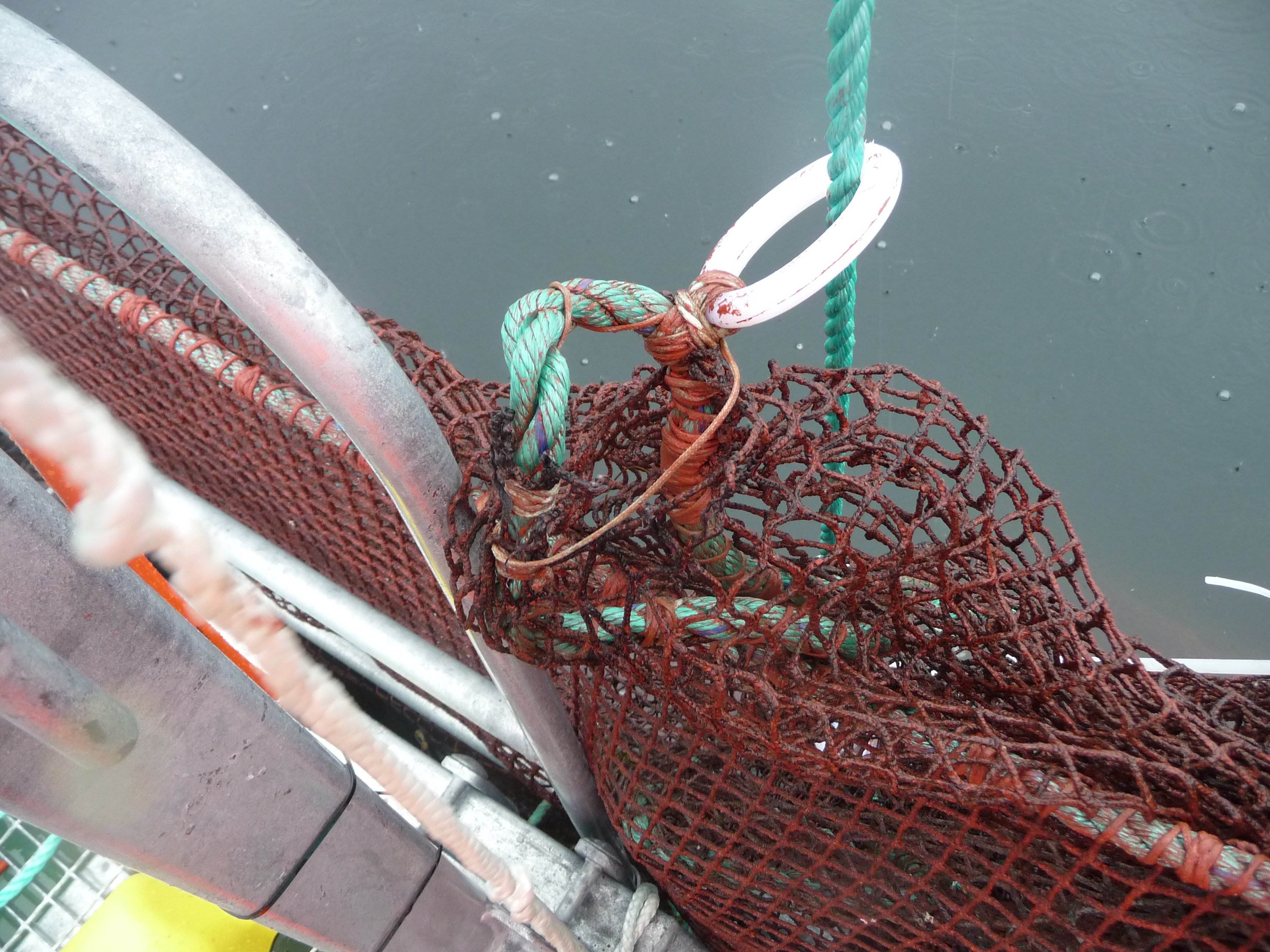 Figur 4: Plastringene som opphalertauet går gjennom er bendslet inn på stavtauet. Denne bendslingen har på enkelte ringer blitt dradd nedover stavtauet på grunn av stor påstand. Foto: © Fiskeridirektoratet Figur 4: Plastringene som opphalertauet går gjennom er bendslet inn på stavtauet. Denne bendslingen har på enkelte ringer blitt dradd nedover stavtauet på grunn av stor påstand. Foto: © Fiskeridirektoratet