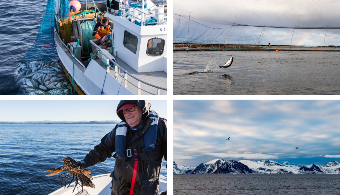 Collage av dokumentariske bilder. © Fiskeridirektoratet