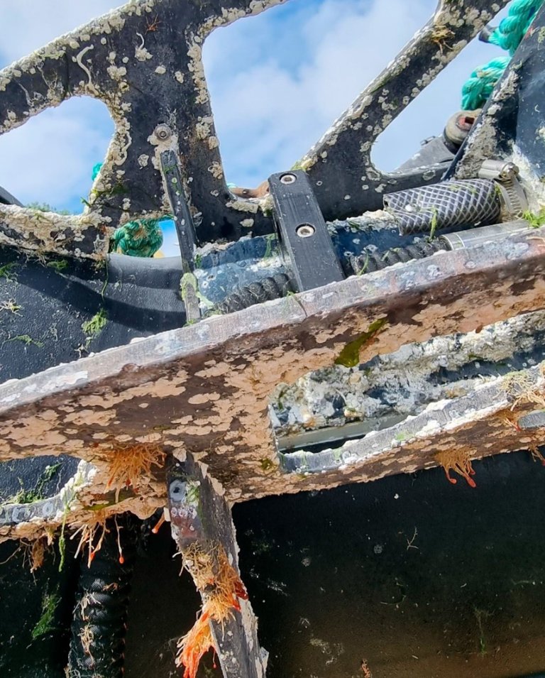 Figur 3. Bilde av lusetelleren. Vi ser at kantene på vangen er skarpe. Foto: Oppdretter