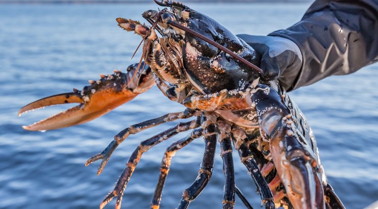 Nærbilde av hummer. © Foto: Roald Hatten