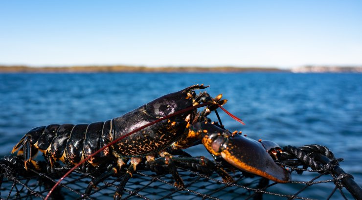 Hummer oppå teine, Tjøme, april 2020. Foto: © Jørgen Ree Wiig / Fiskeridirektoratet.